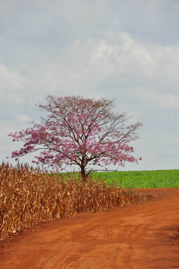 Paisagem colorida na área rural em Rio Verde - GO